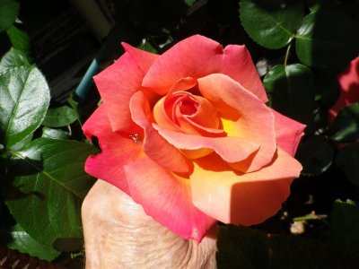 IMGP3698.JPG