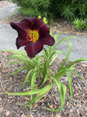 IMG_1268.jpeg