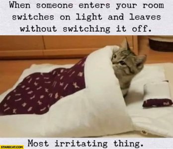 cat-when-someone-enters-your-reoom-and-switches-on-light-and-leaves-without-switching-it-off-m...jpg