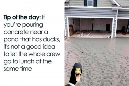 concreteandducks.jpg