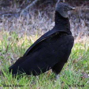 black vulture.jpg