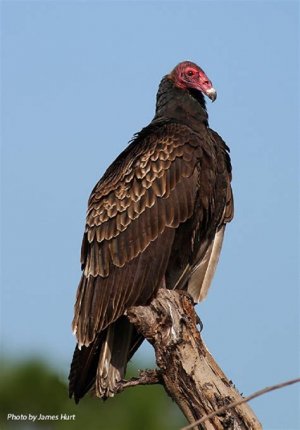 turkey vulture.jpg