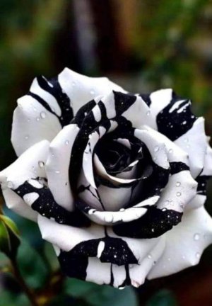 tumblr_71eda0996e5fa5a7006ee6e12d7cd756_6f767529_1280.jpg