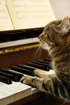 catonpiano.jpg