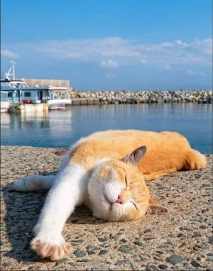cattitude shore.jpg