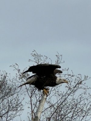 IMG_6337.jpeg