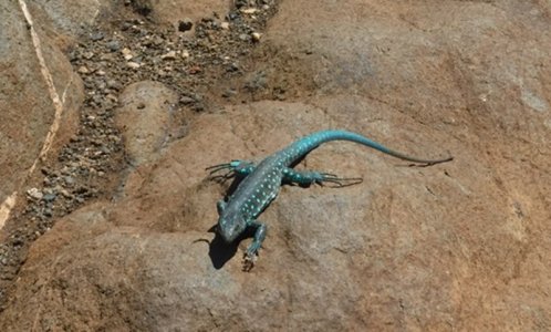 Turquoise Lizzard.jpg