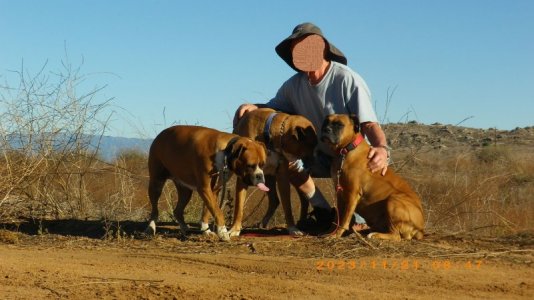 my pups.jpg