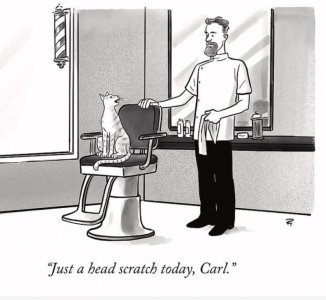 catheadscratch.jpg