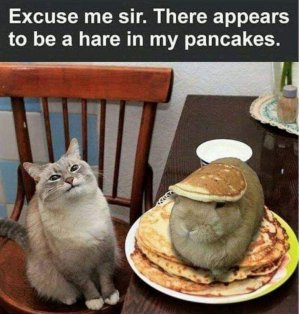 hareinpancakes.jpg