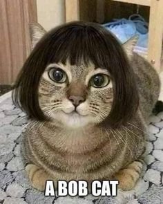bobcatcute.jpg