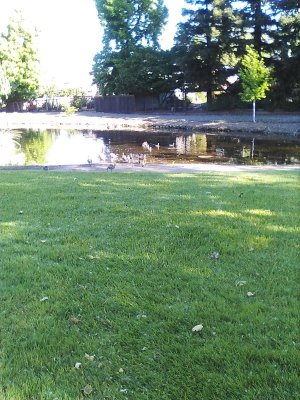 pond.jpg