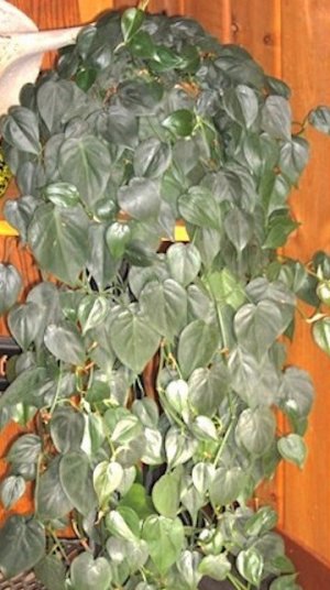 Heartleaf Philodendron FL2.jpg Heartleaf Philodendron FL2.jpg