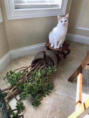 cat1.jpg