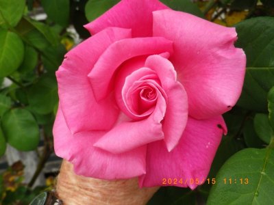 IMGP3809.JPG