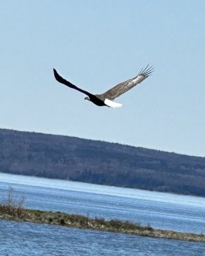 IMG_4395.jpeg
