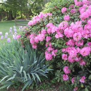Rhodendrums.jpeg
