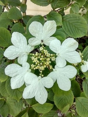 Viburnum.jpg