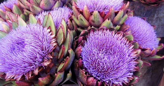 artichokeflowers.jpg