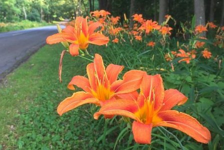 Orange Daylilies.jpg