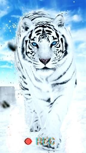 Blue Tiger.jpg