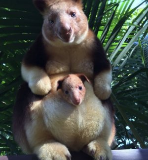 Screenshot 2024-05-19 at 10.37.19 AM.jpg