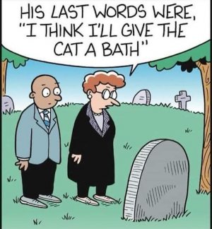 Bathe Cat.jpg