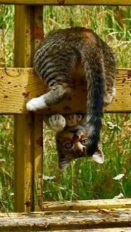 cat.jpg