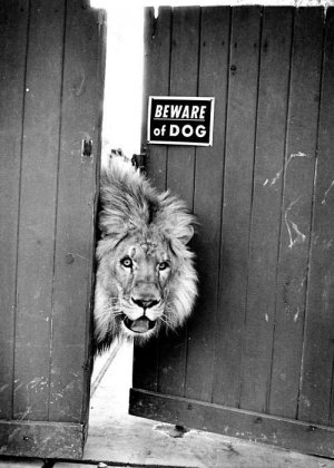 beware of dog joke.jpg