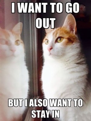 depressed-cats-problems-25-593e44df0068d__605.jpg