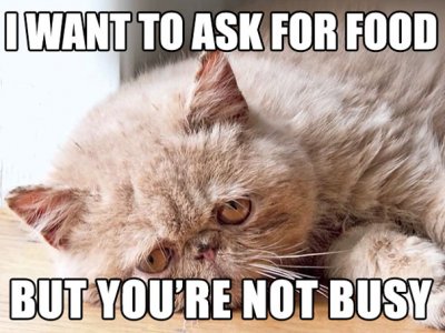 depressed-cats-problems-43-593e5528dc43b__605.jpg