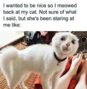 funniest-animal-memes-of-the-week-5-10-24-11.jpg