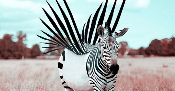 zebrastripes.jpg