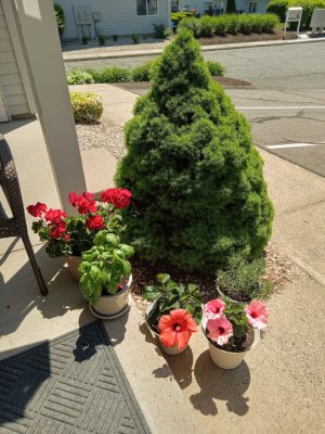 flowers 24.jpg