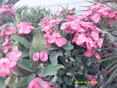 DSCF0028.JPG
