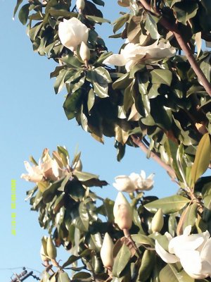 DSCF0024.JPG