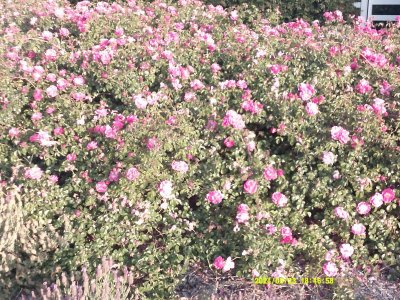 DSCF0082.JPG