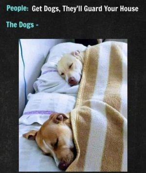 dogsgaurdfunny.jpg
