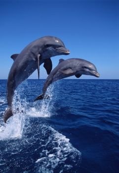 Blue Dolphins.jpg