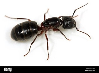 Ant.jpg