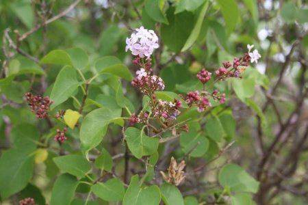 lilac bush.jpg