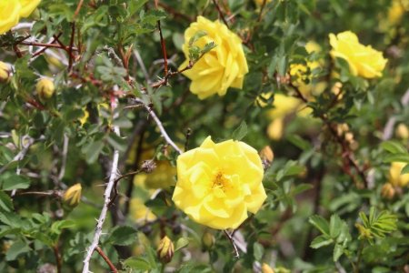 roses2.jpg