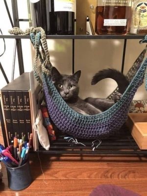 cattitude hammock.jpg