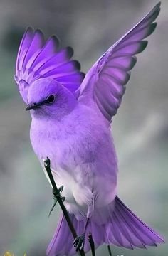 Purple bird.jpg