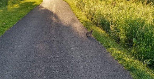 Wild bunny.jpg