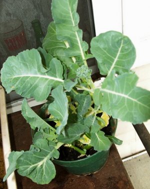 broccoli.jpg
