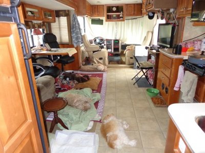 fur babies.JPG