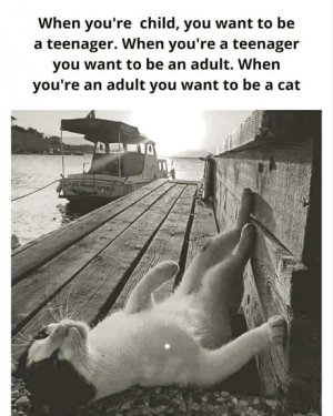 be a cat.jpg