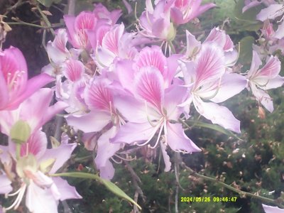 DSCF0116.JPG
