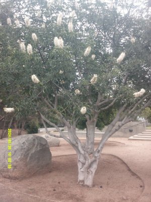 DSCF0127.JPG
